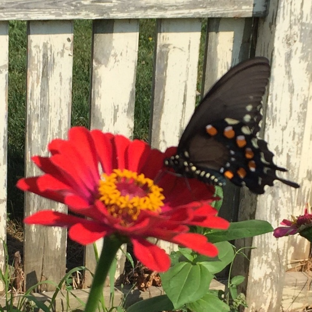 Meet your Posher, Kathy